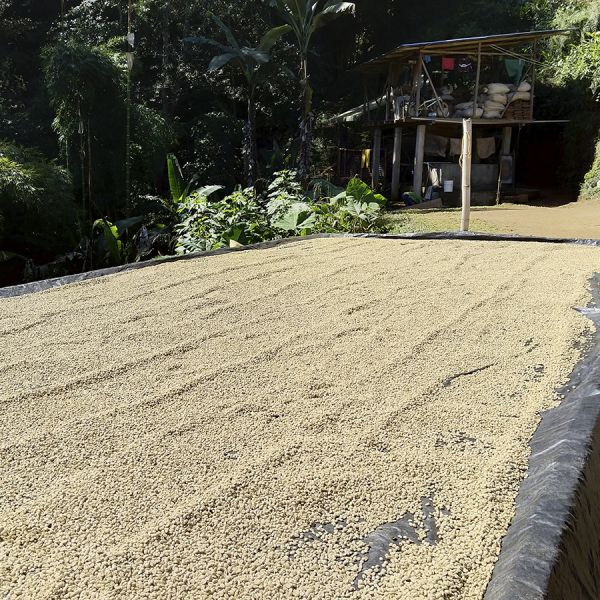 Colombia Cafeïnevrij Organic Kachalu Santander Espresso - Sachets Ese Servings Pads - Per 15 stuks