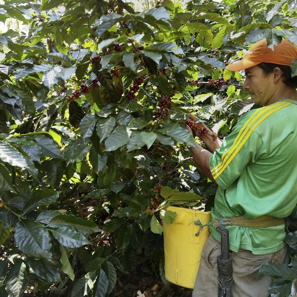 Colombia Cafeïnevrij Organic Kachalu Santander Espresso - Sachets Ese Servings Pads - Per 15 stuks