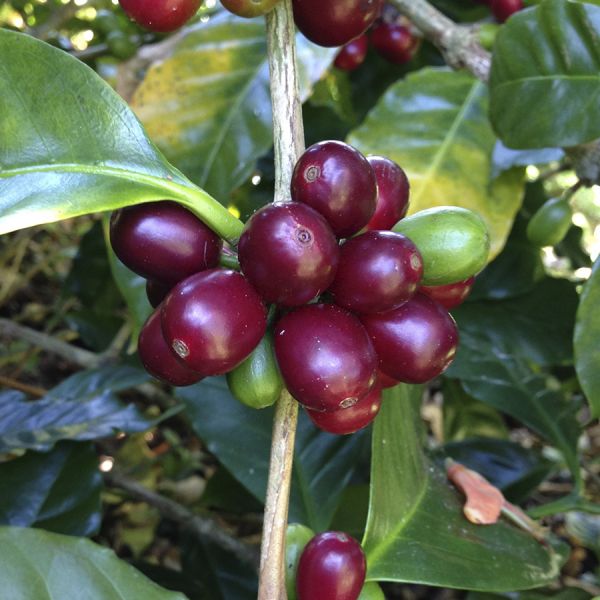 Panama Kotowa Heirloom Natural – Ultra Limited - Espresso