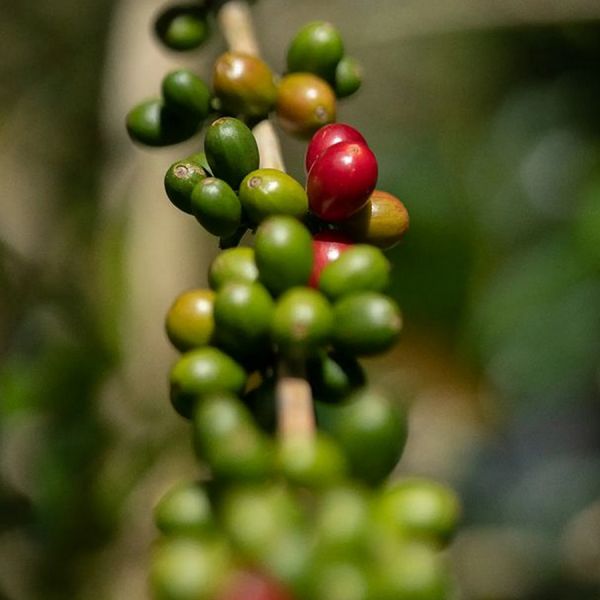Panama Momoto Maragogype - Limited Edition - Espresso