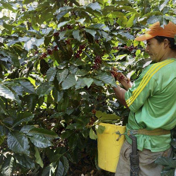 Colombia Kachalu Organic Espresso