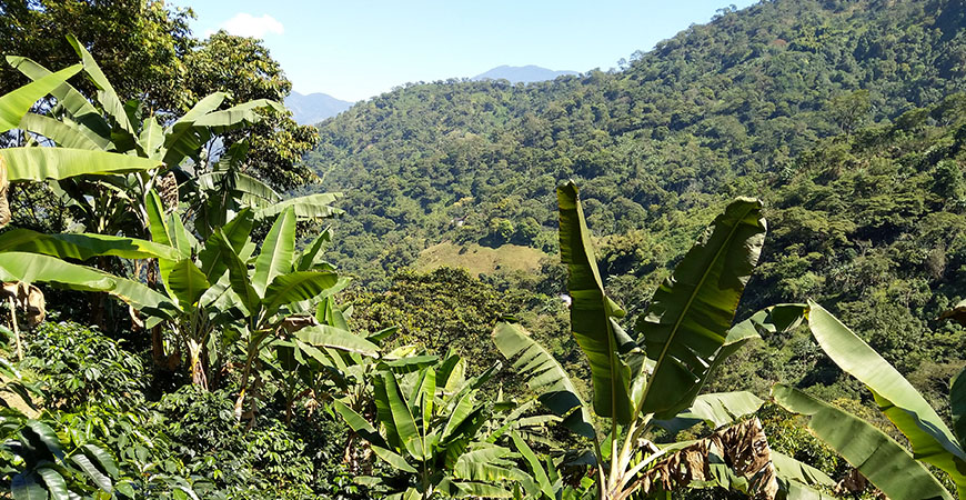 Boot Koffie maakt Colombia Kachalu klimaat neutraal